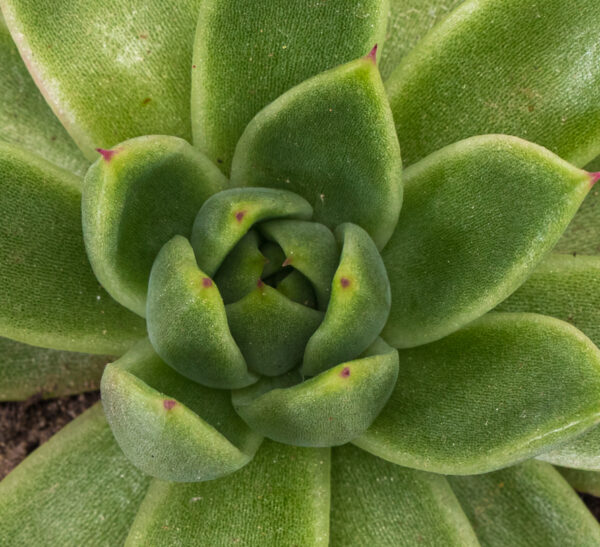 Echeveria Agavoides - Image 4