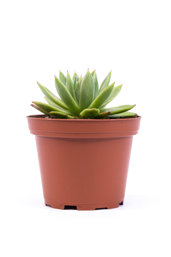 Echeveria Agavoides - Image 2