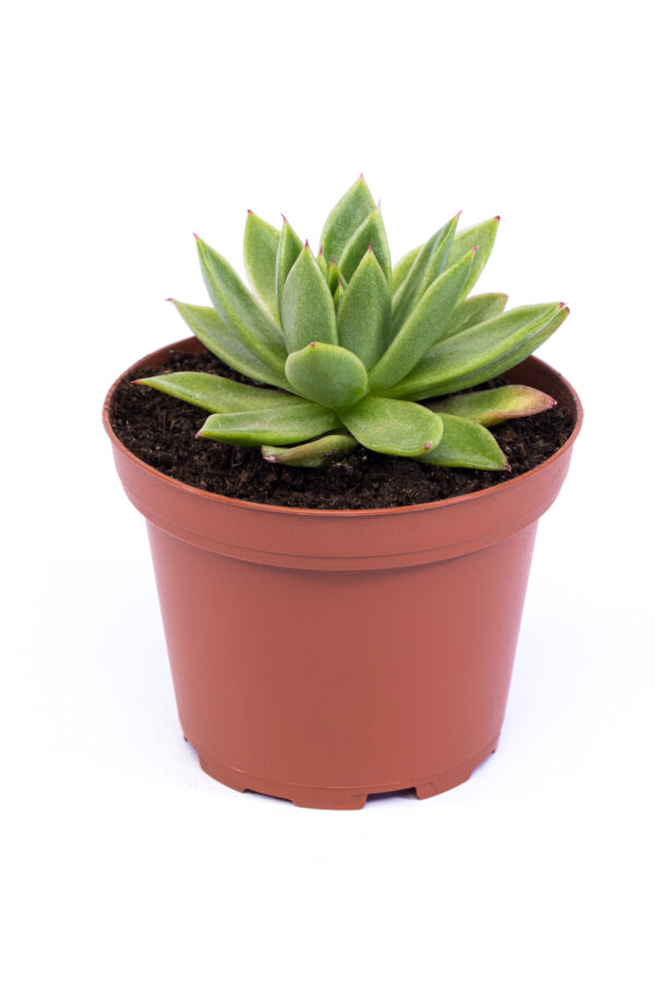 Echeveria Agavoides