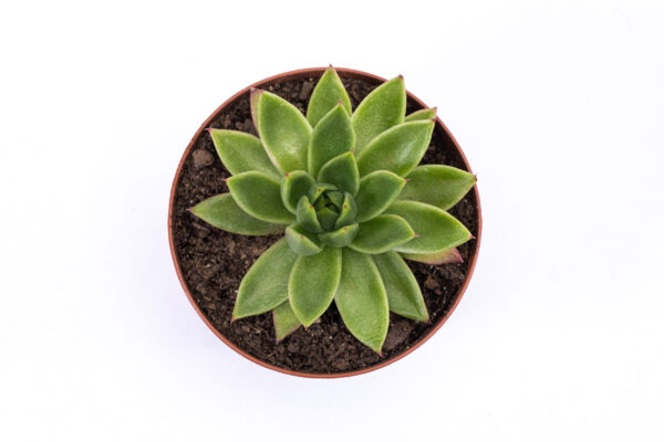 Echeveria Agavoides - Image 3