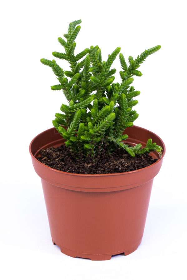 Crassula Mucosa 'Watch Chain'