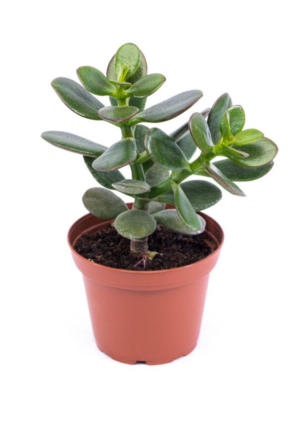 Crassula ovata  'Jade'