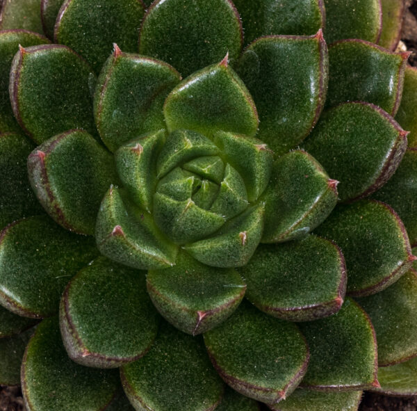 Echeveria 'Victor' - Image 4