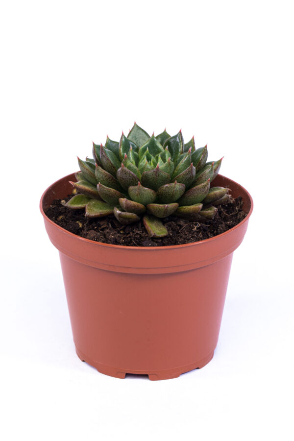 Echeveria 'Victor'