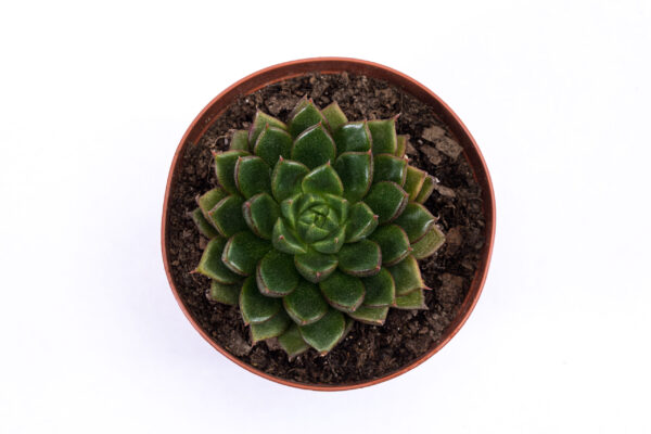 Echeveria 'Victor' - Image 3