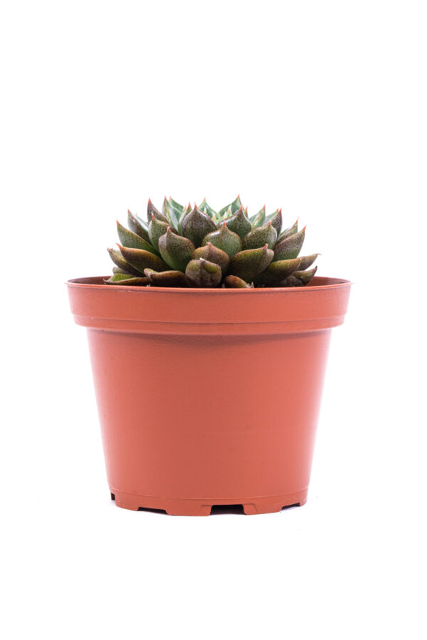 Echeveria 'Victor' - Image 2