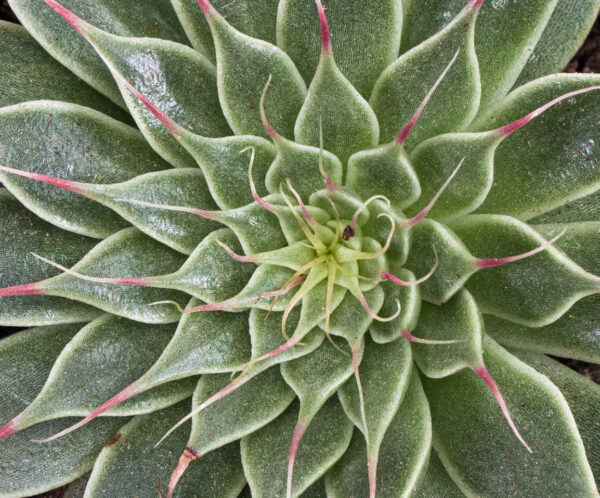 Graptopetalum Filiferum - Image 4