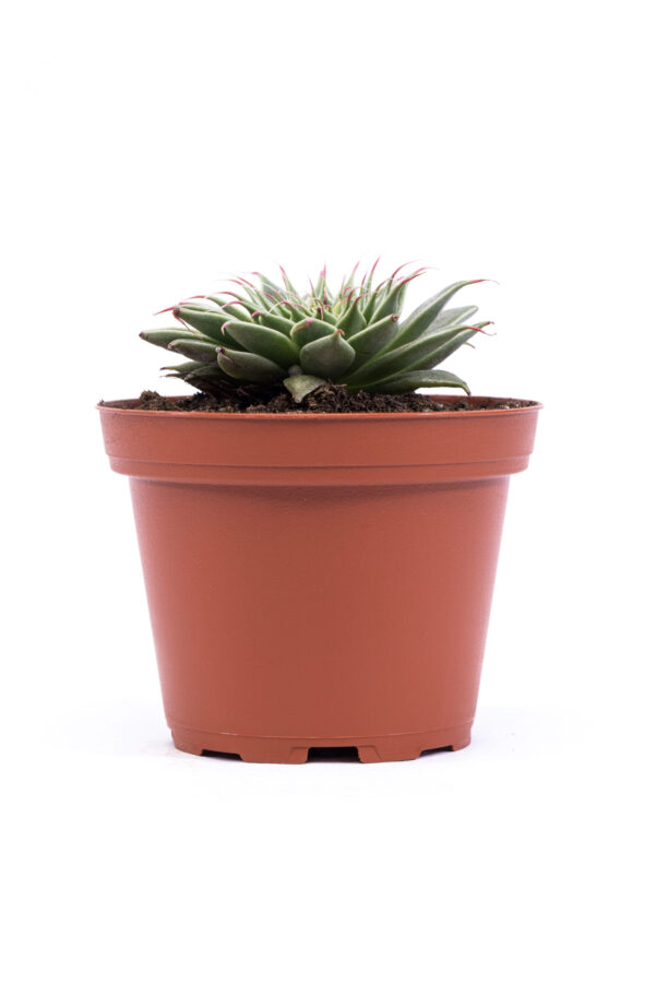 Graptopetalum Filiferum - Image 2