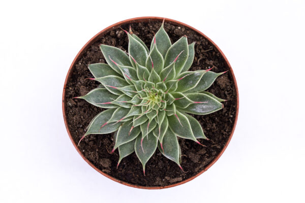 Graptopetalum Filiferum - Image 3