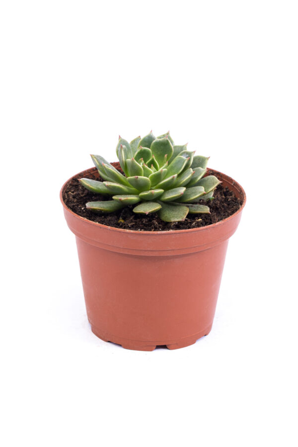 Graptoveria ‘Olivia’