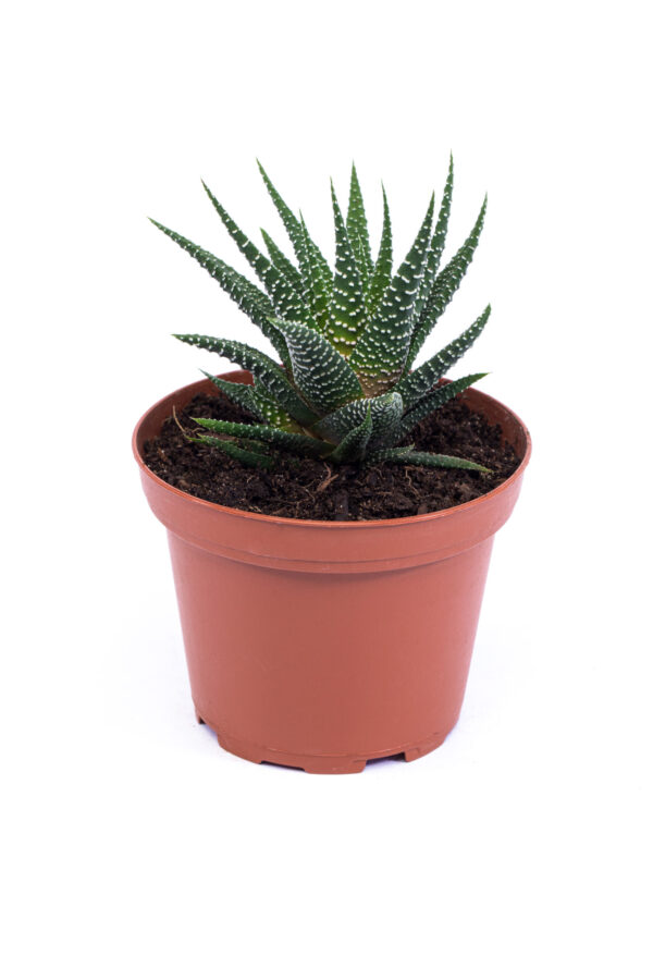 Haworthia Fasciata 'Zebra Plant'