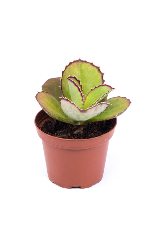 Kalanchoe Synsepala 'Walking Kalanchoe'
