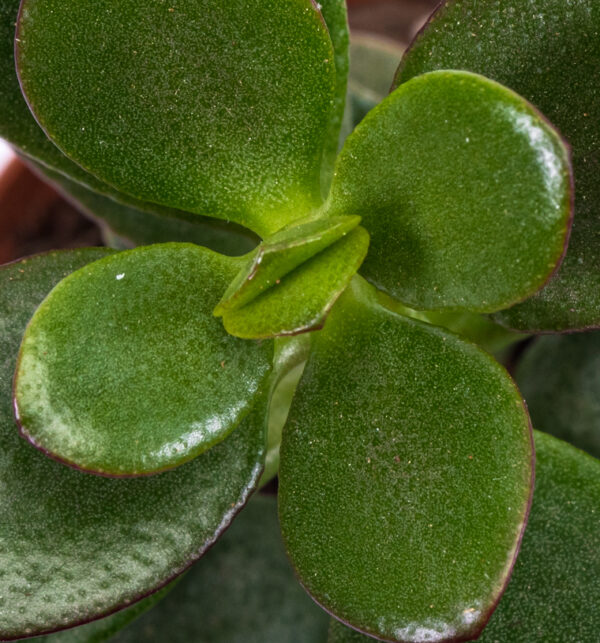 Crassula ovata  'Jade' - Image 2