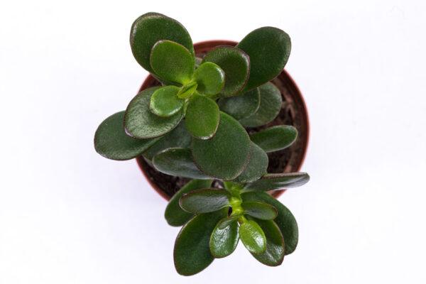 Crassula ovata  'Jade' - Image 3