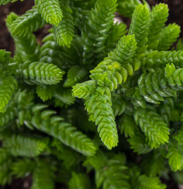 Crassula Mucosa 'Watch Chain' - Image 4