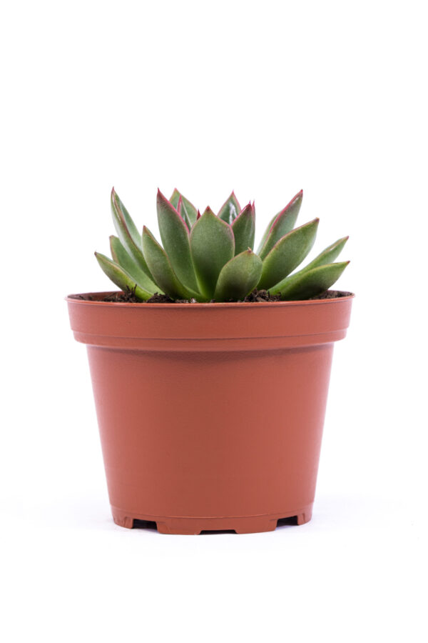 Echeveria agavoides 'Red tip' - Image 2