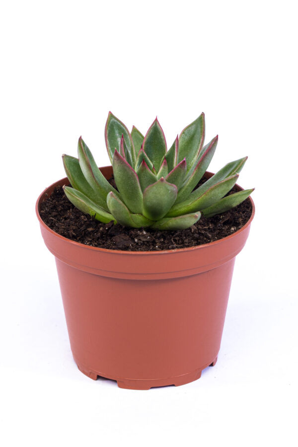 Echeveria agavoides 'Red tip'