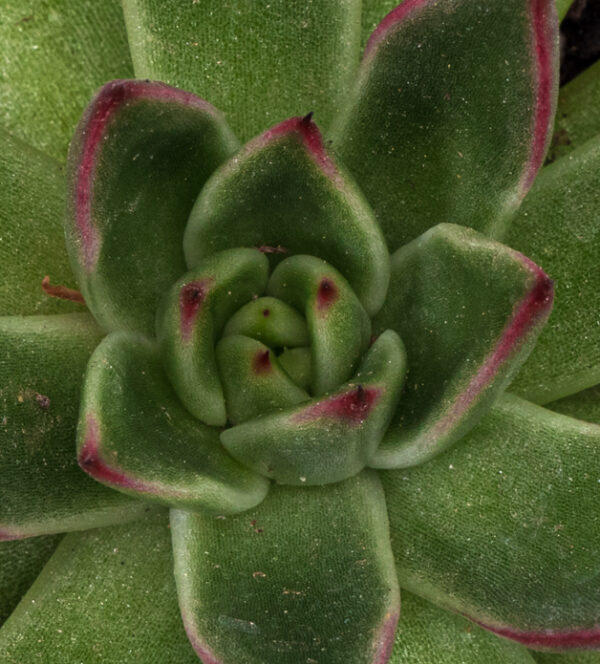 Echeveria agavoides 'Red tip' - Image 4