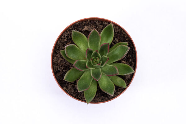 Echeveria agavoides 'Red tip' - Image 3