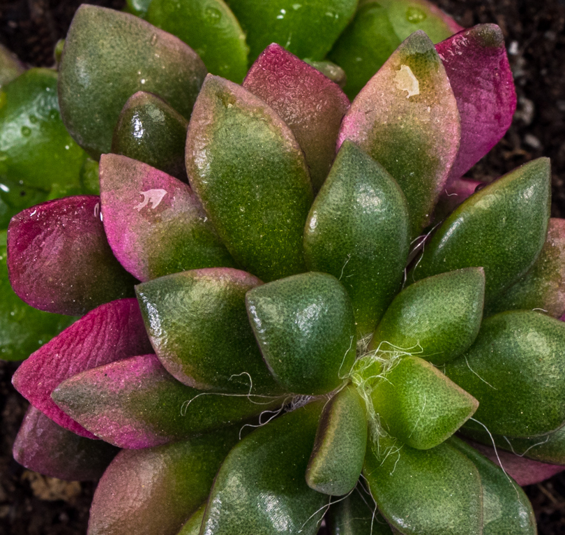 Anacampseros rufescens variegata ‘Rainbow Sand Rose’ – Potscapes