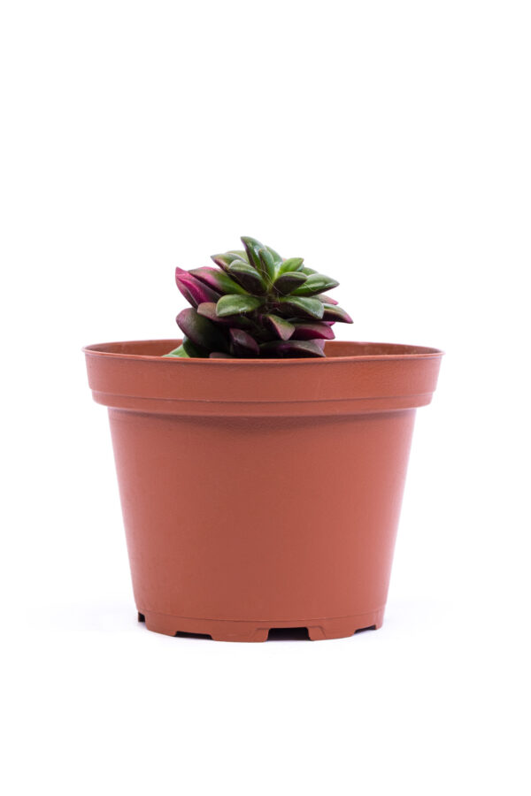 Anacampseros rufescens variegata 'Rainbow Sand Rose' - Image 2