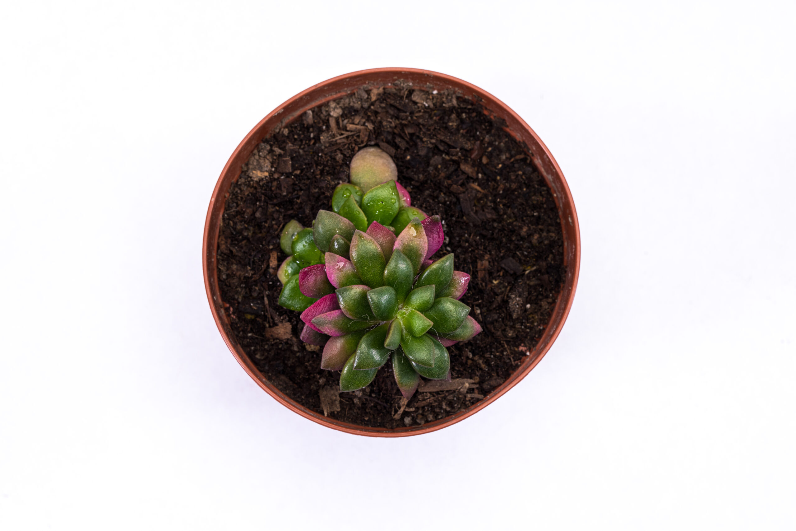 Anacampseros rufescens variegata ‘Rainbow Sand Rose’ – Potscapes