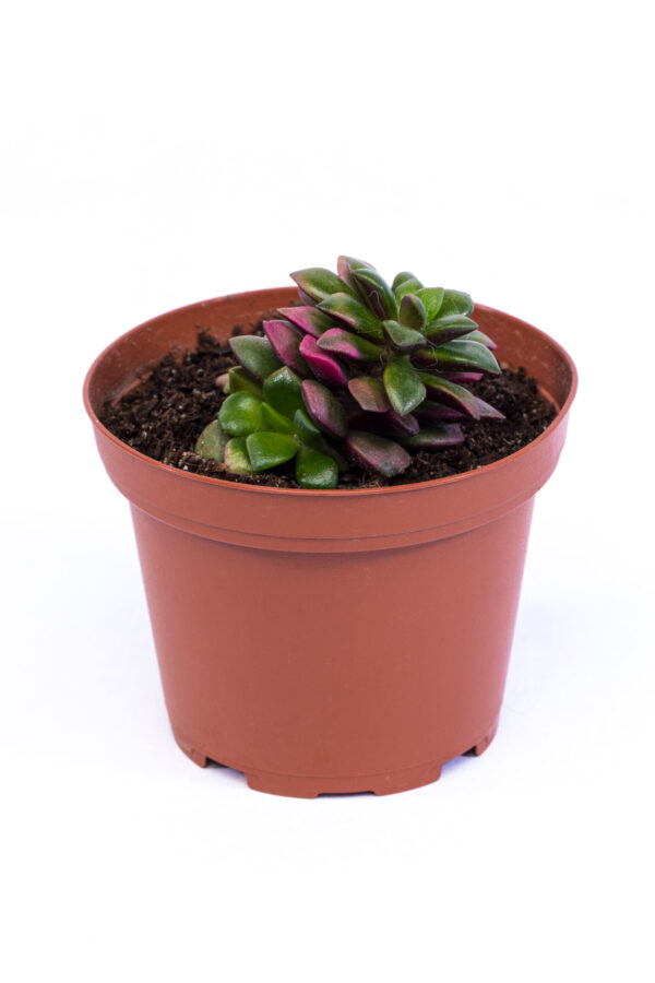 Anacampseros rufescens variegata 'Rainbow Sand Rose'