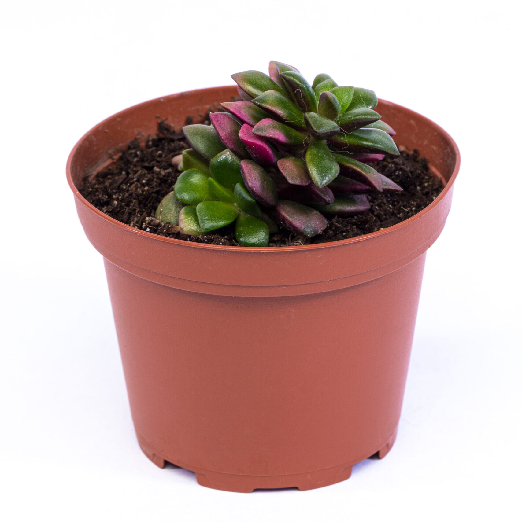 Anacampseros rufescens variegata ‘Rainbow Sand Rose’ – Potscapes
