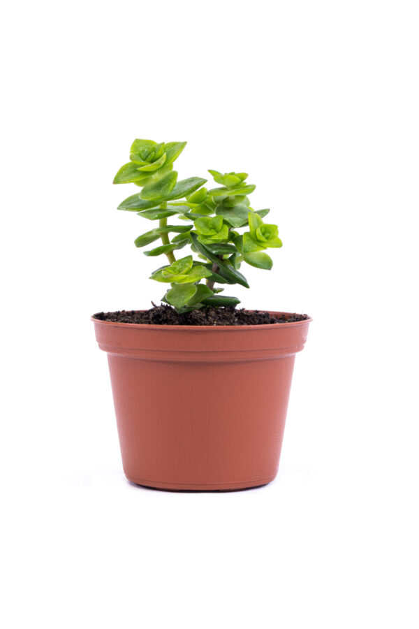 Crassula Perforata 'String of Buttons' or 'Necklace Vine' - Image 2
