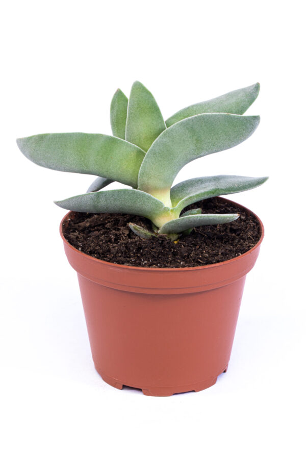 Crassula perfoliata var. falcata 'Propeller plant'