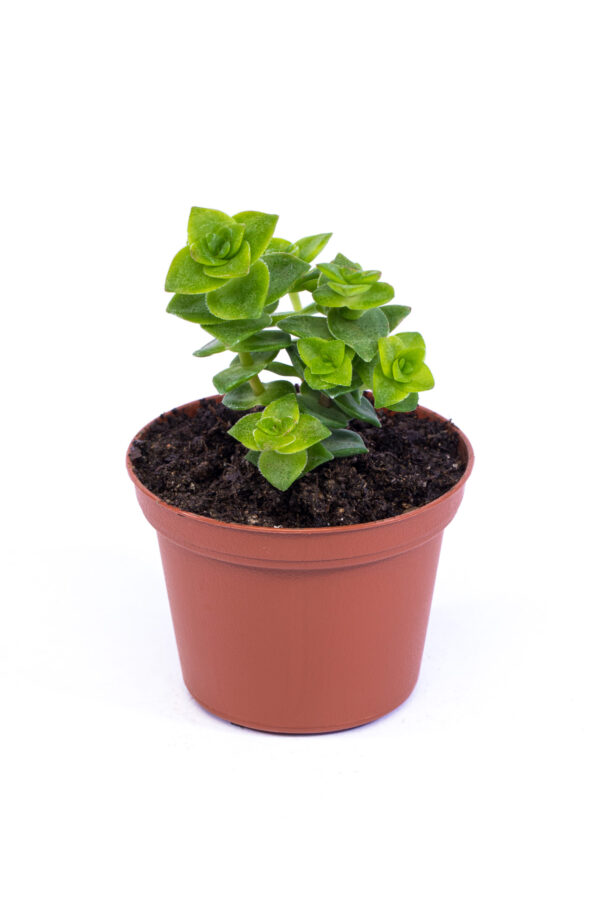 Crassula Perforata 'String of Buttons' or 'Necklace Vine'