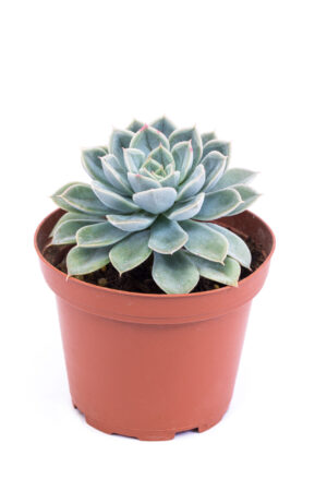 Echeveria Moon Fairy
