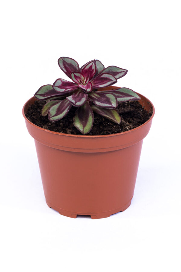 Echeveria Benitsukasa