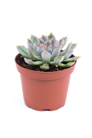 Echeveria pulidonis