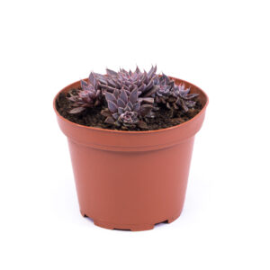 Graptopetalum rusbyii