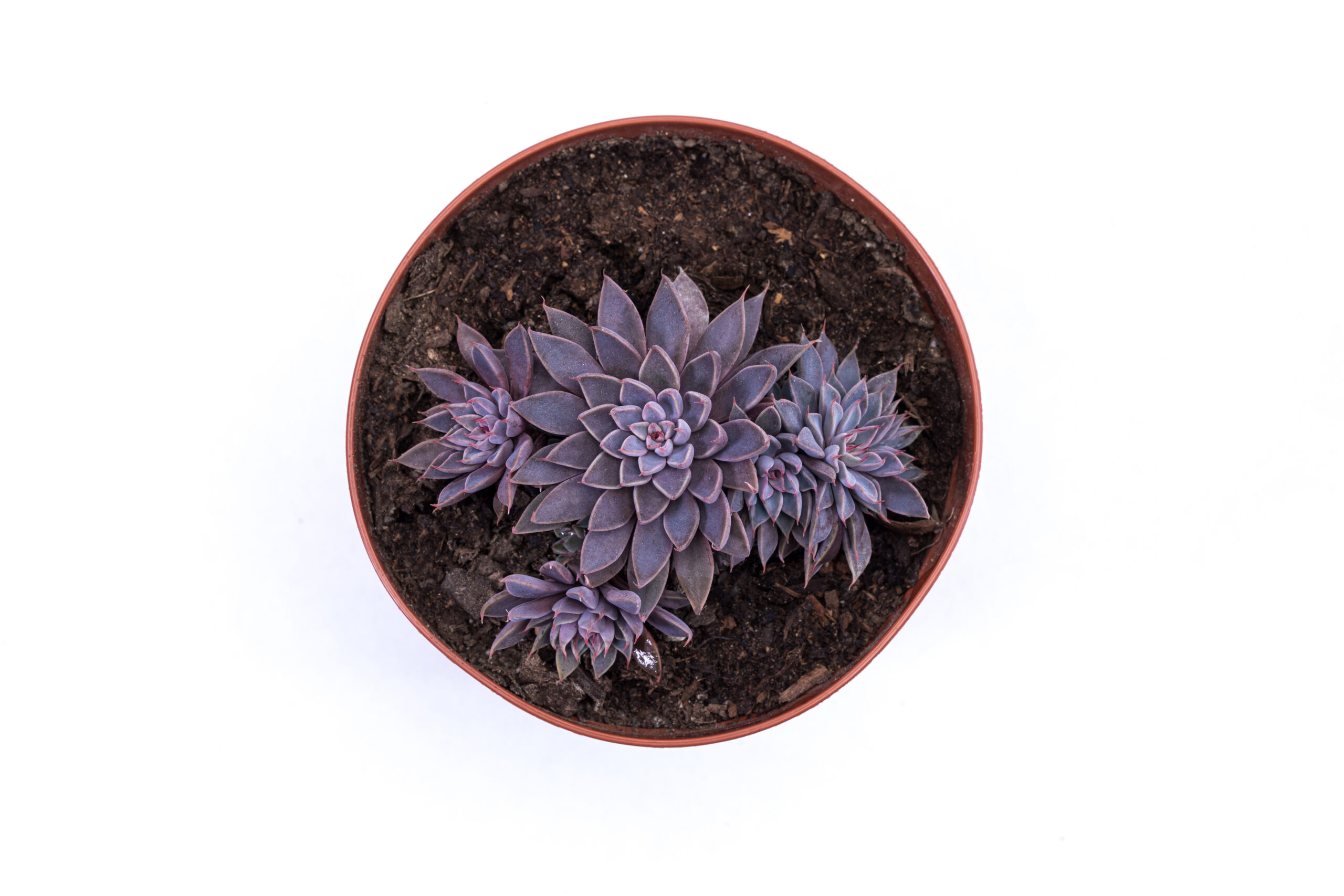 Graptopetalum rusbyii - Image 2