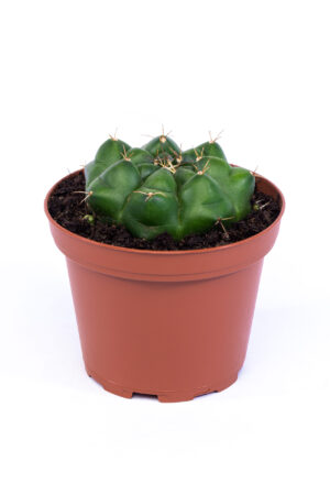 Gymnocalycium damsii