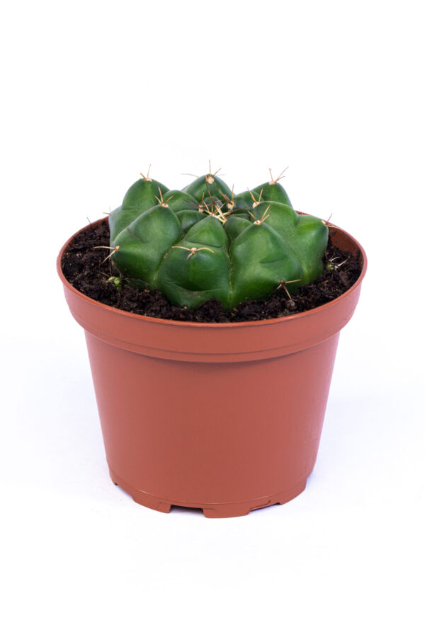 Gymnocalycium damsii