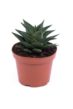 Haworthia limifolia 'Fairies Washboard'