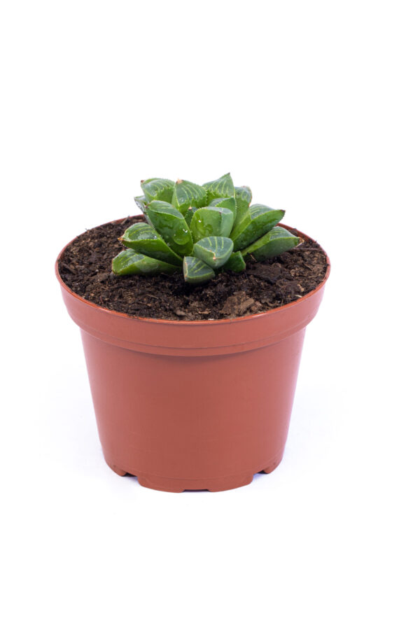 Haworthia retusa