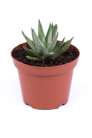 Haworthia savana