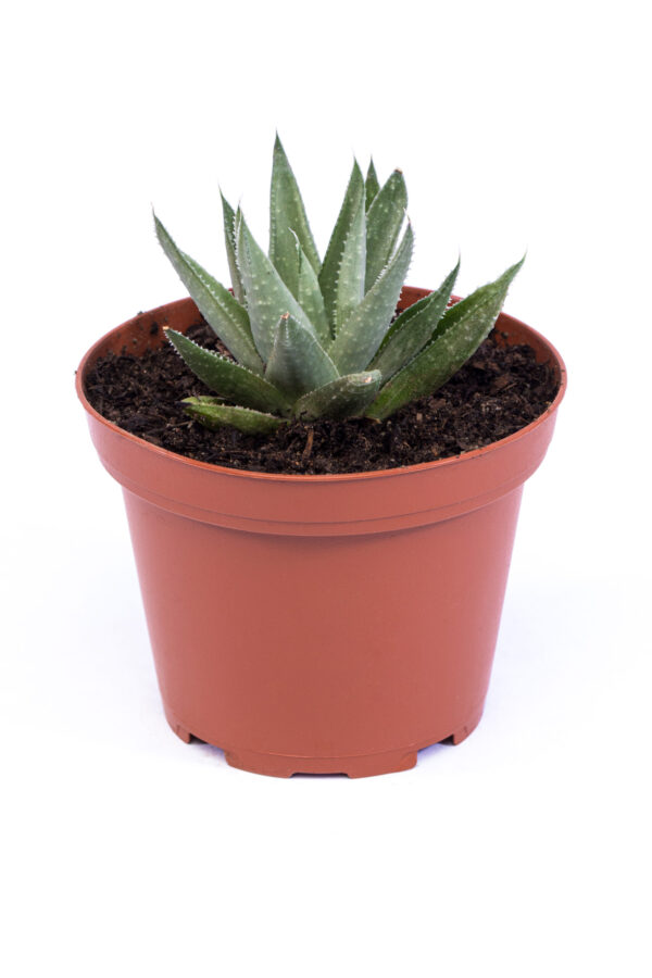 Haworthia savana