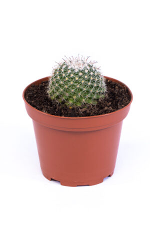 Mammillaria