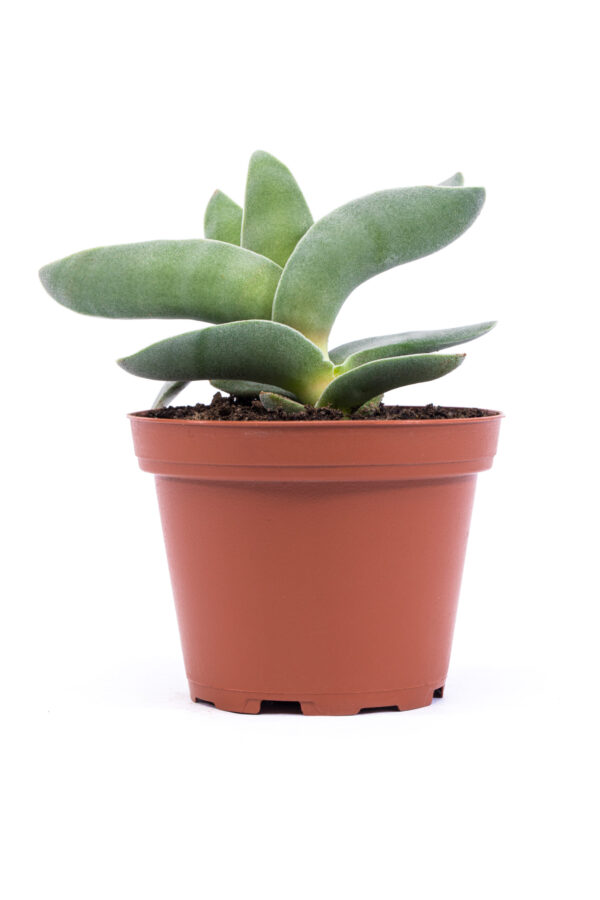 Crassula perfoliata var. falcata 'Propeller plant' - Image 2