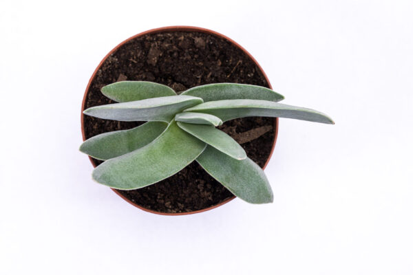 Crassula perfoliata var. falcata 'Propeller plant' - Image 3