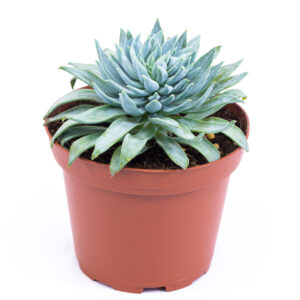 Sedeveria 'Fanfare'
