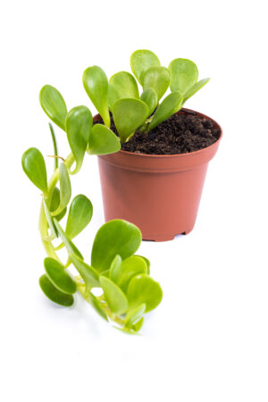 Senecio jacobsenii 'Purple trailing Jade'