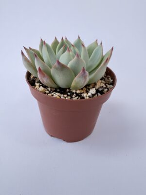 Echeveria Parva