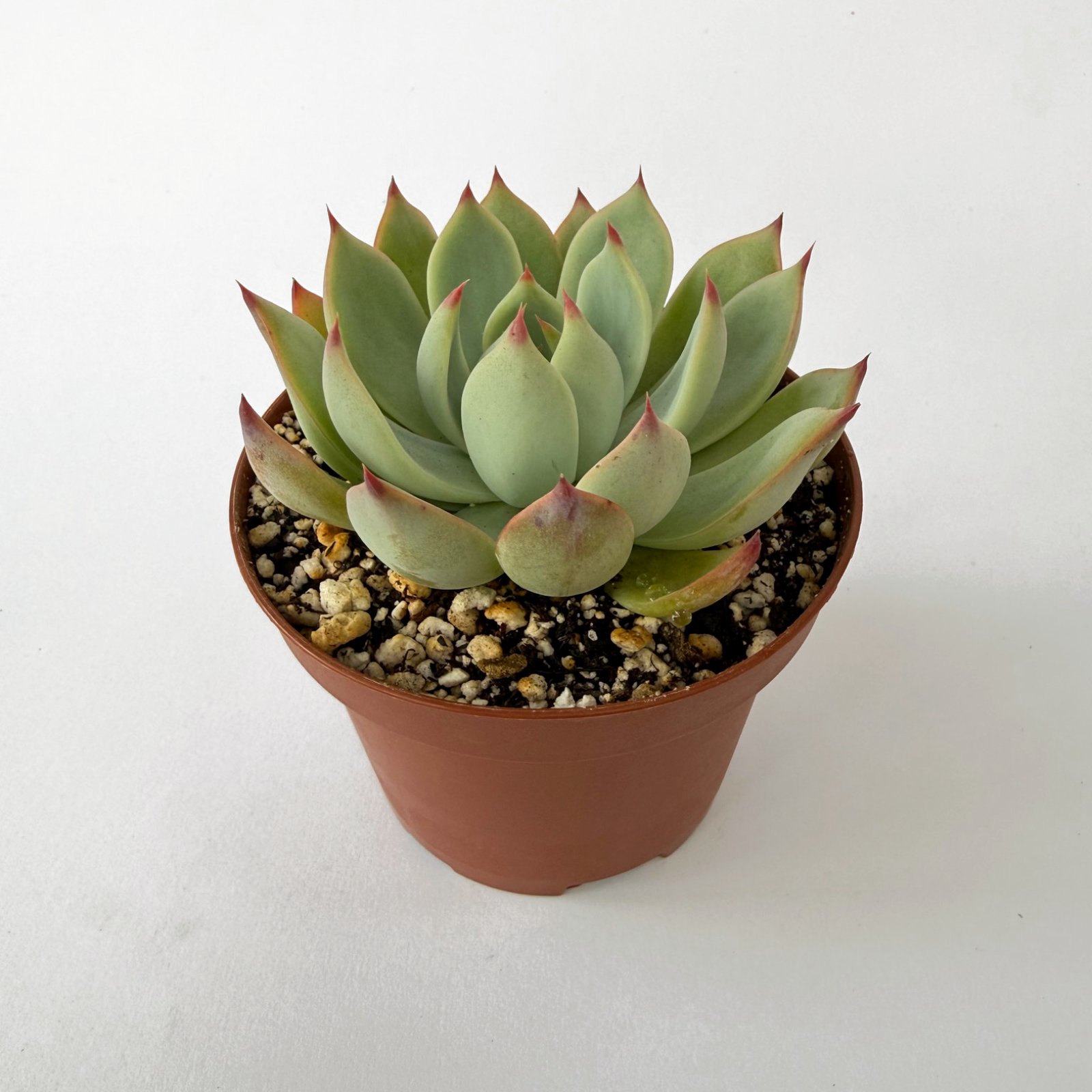 Echeveria Parva - Image 3