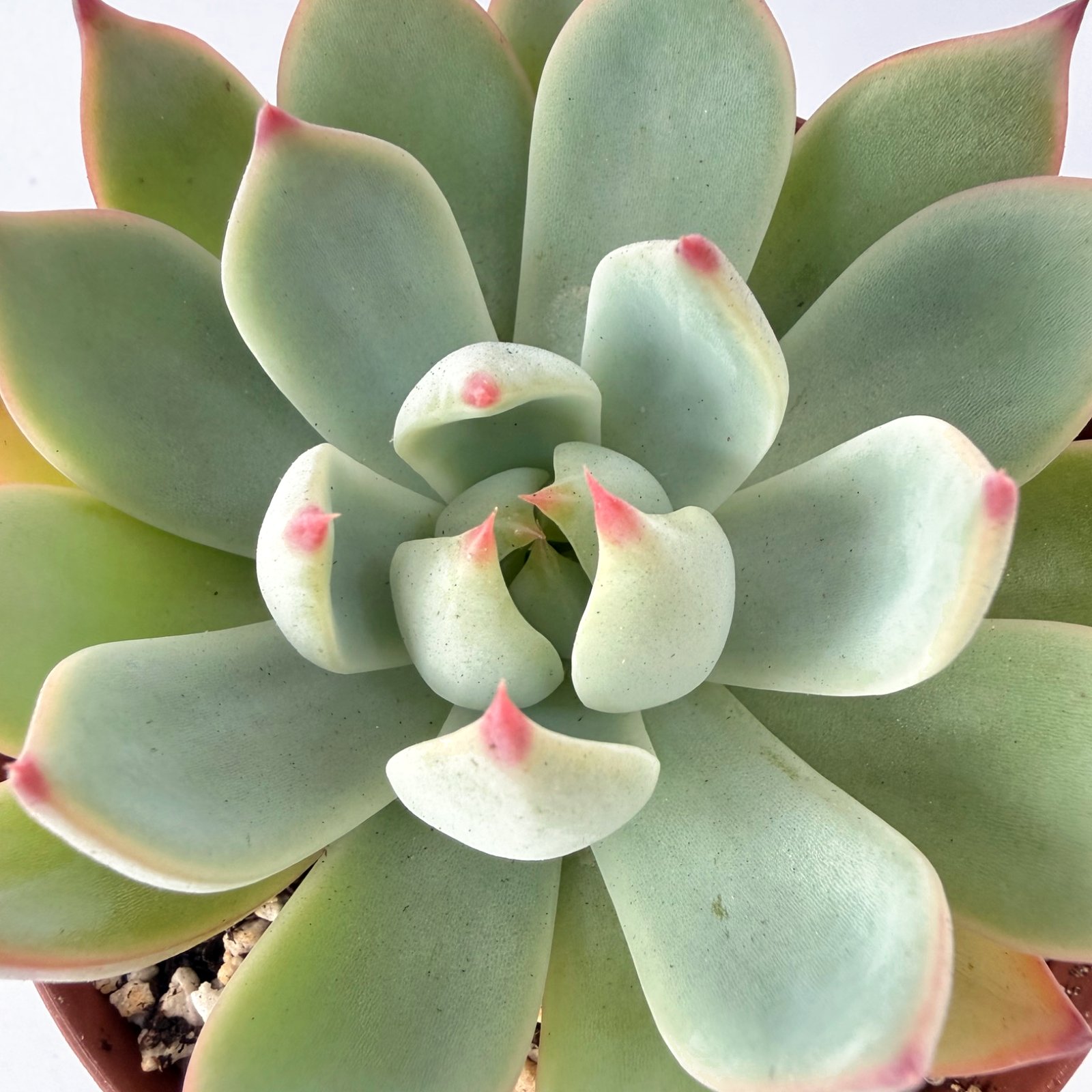 Echeveria Parva - Image 2
